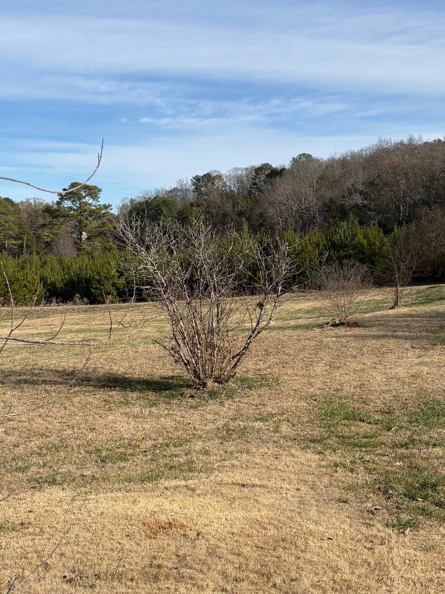 A small, leafless shrub stands in a dormant, tan-colored grassy field under a blue sky with light clouds.