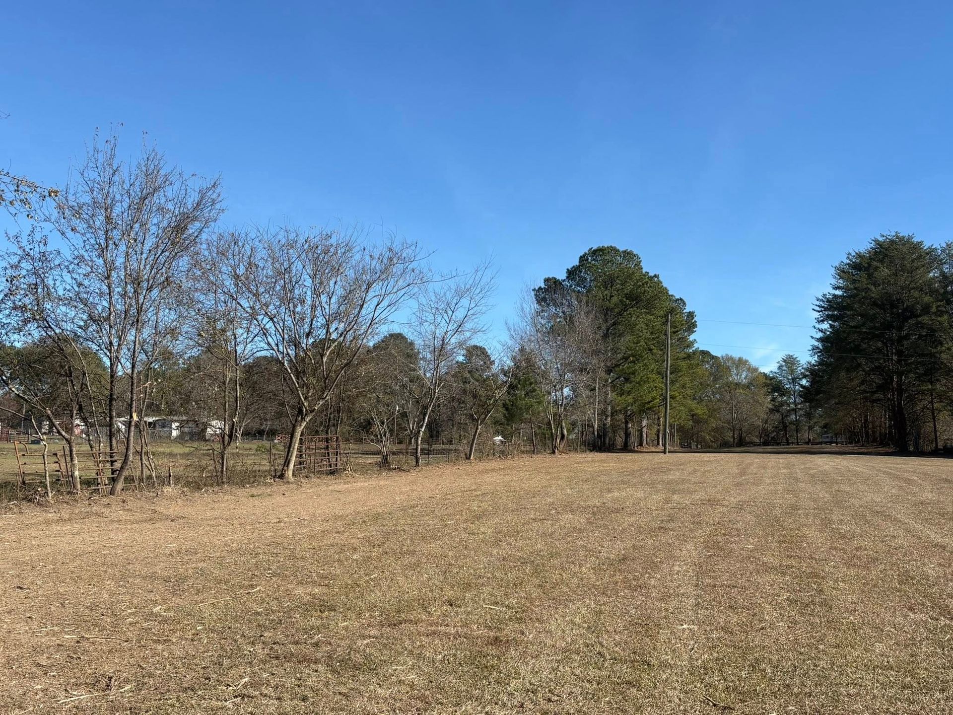 A grassy field in the foreground with a line of bare trees leading to a cluster of evergreen trees under a clear blue sky.