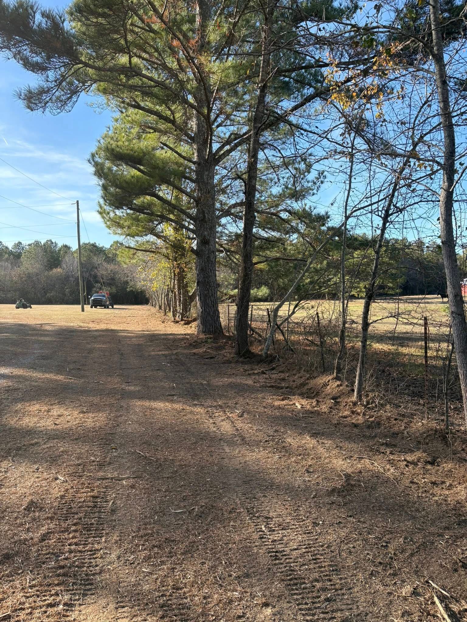 A dirt path runs alongside a line of tall pine trees bordering a dry field under a clear blue sky.