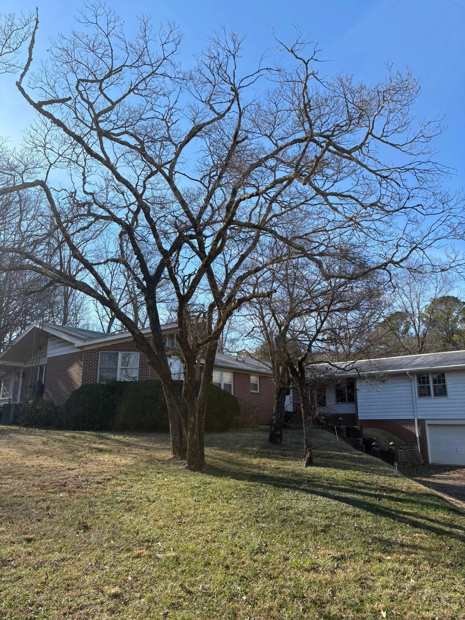 A house with a brick and white siding exterior sits behind two large, bare-branched trees on a sunny, grassy lawn.