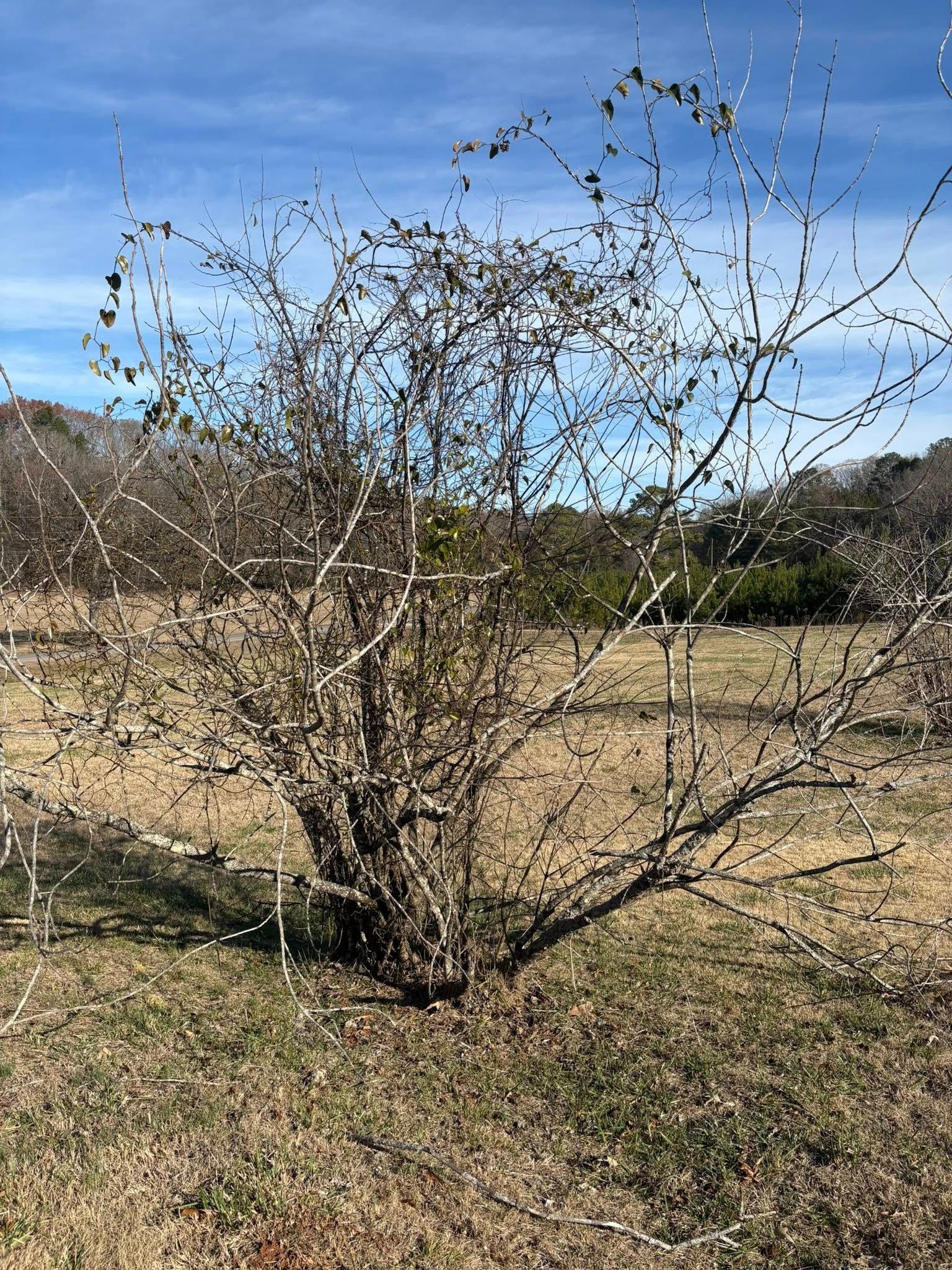 A bare, multi-stemmed deciduous shrub in a field under a clear blue sky.