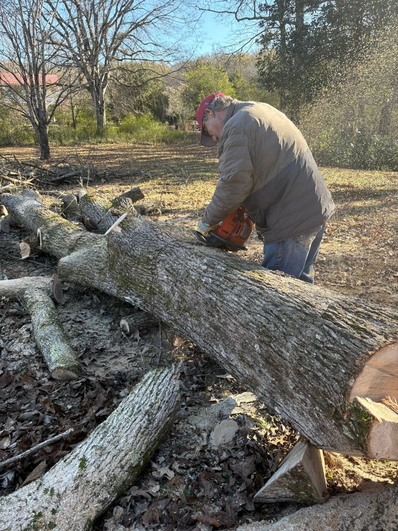 A person in a brown jacket and red cap uses a chainsaw to cut a large fallen log in a sunny, wooded outdoor area.