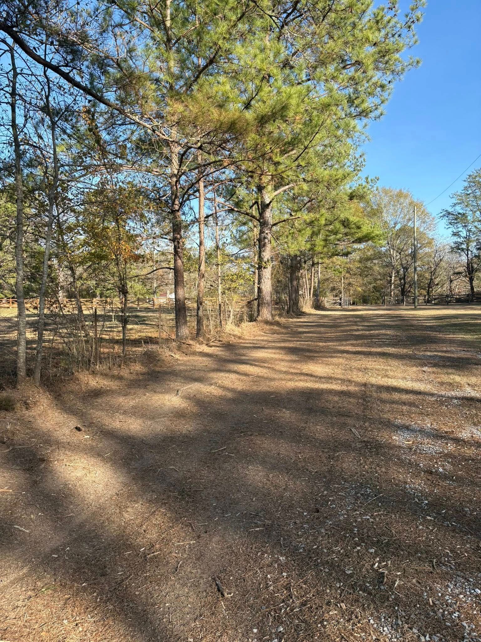 A gravel path leading into a sunny, wooded area with tall pine trees under a clear blue sky.