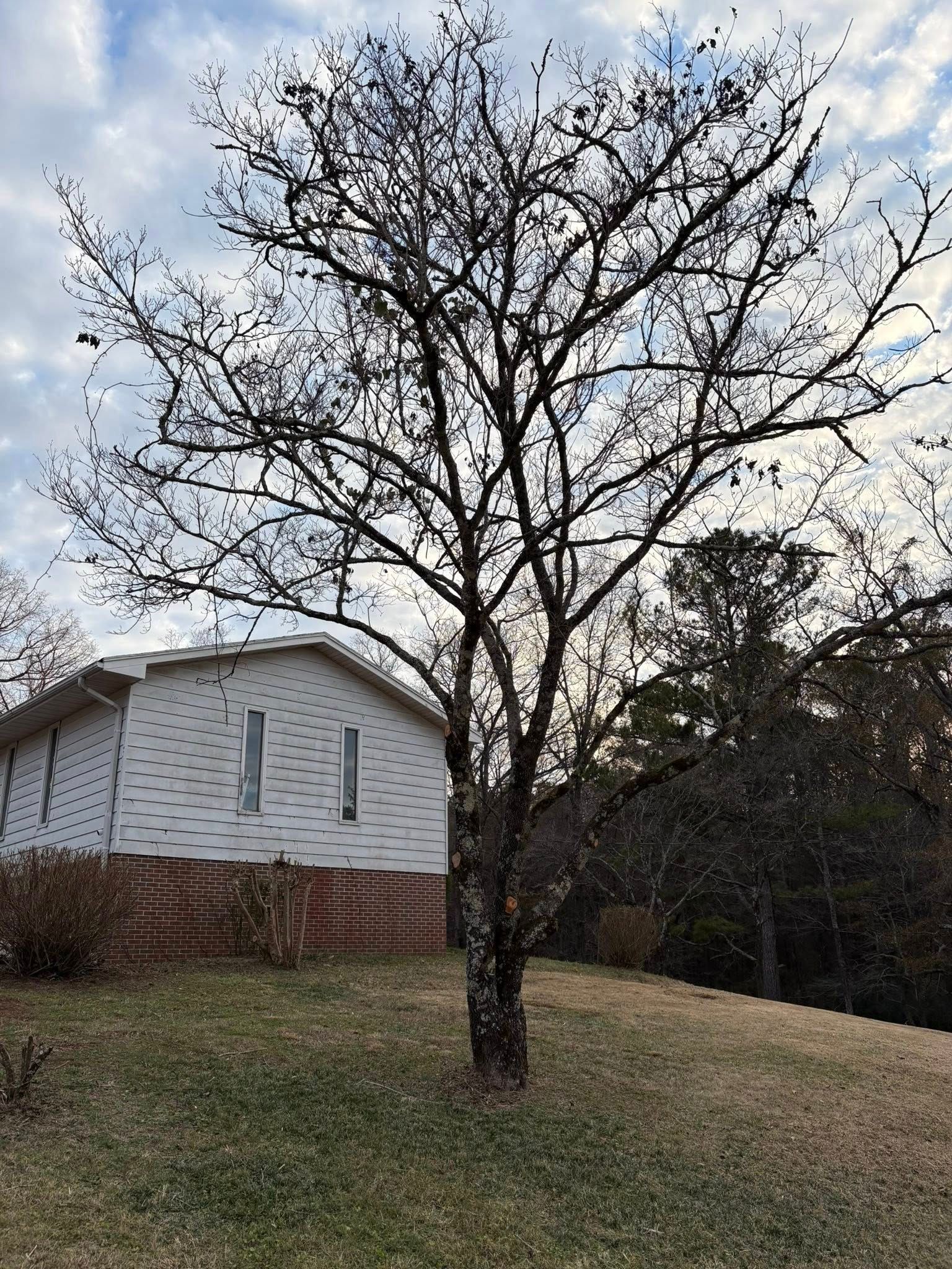 A leafless tree stands in a grassy yard in front of a white house with a brick foundation under a cloudy sky.