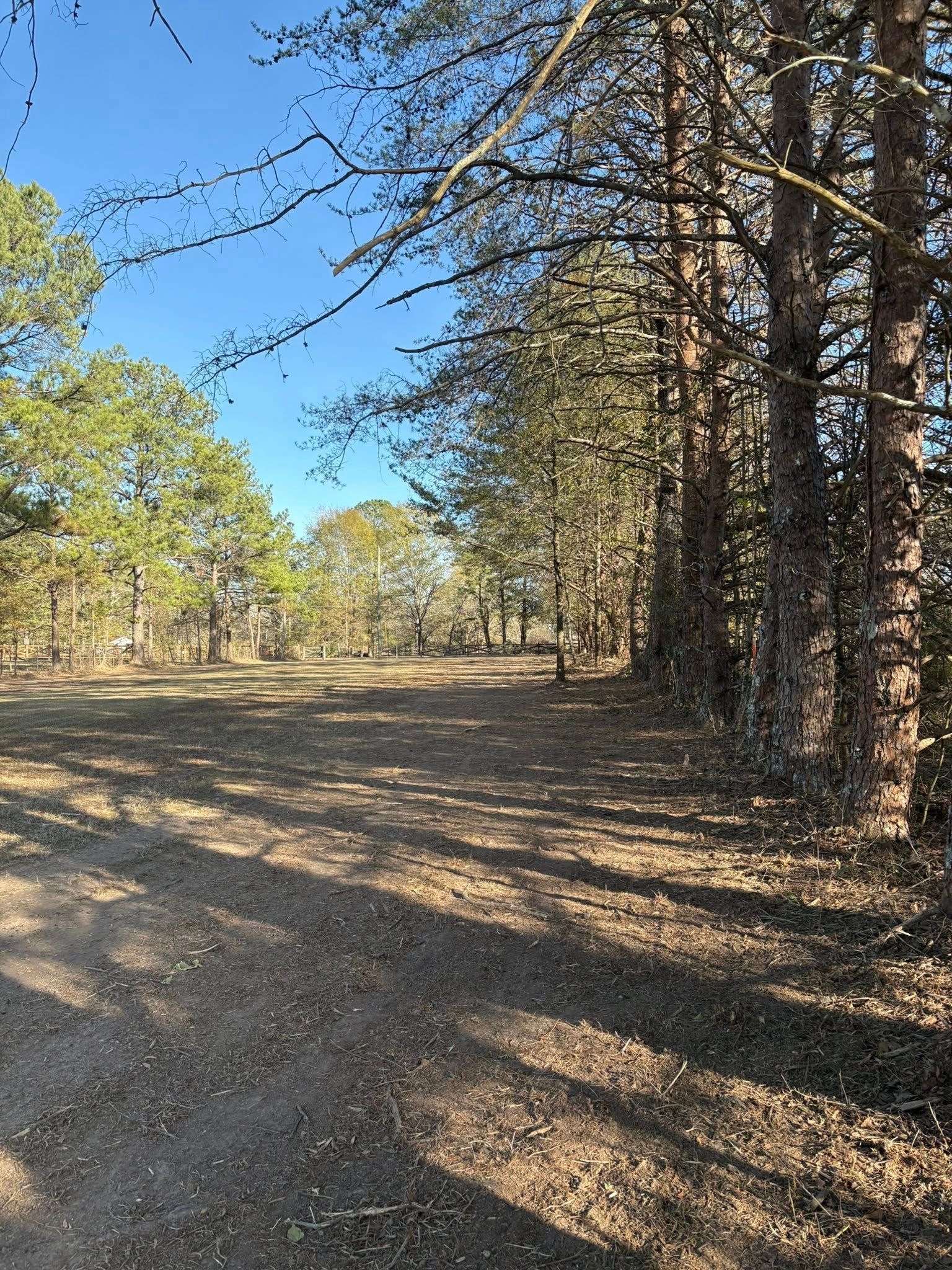 A path leads through a pine forest with dry, leaf-covered ground under a clear blue sky.