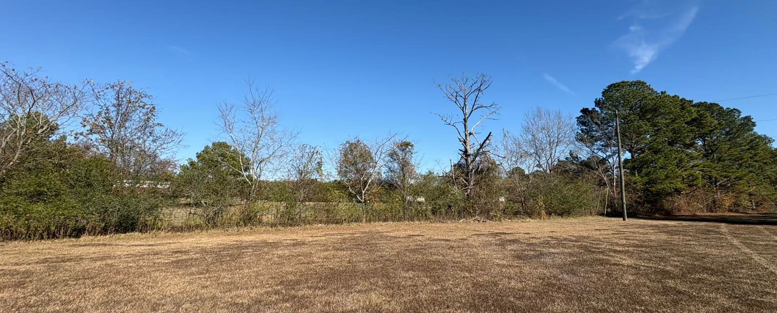A field of dry grass sits in the foreground before a line of various deciduous and evergreen trees under a clear blue sky.