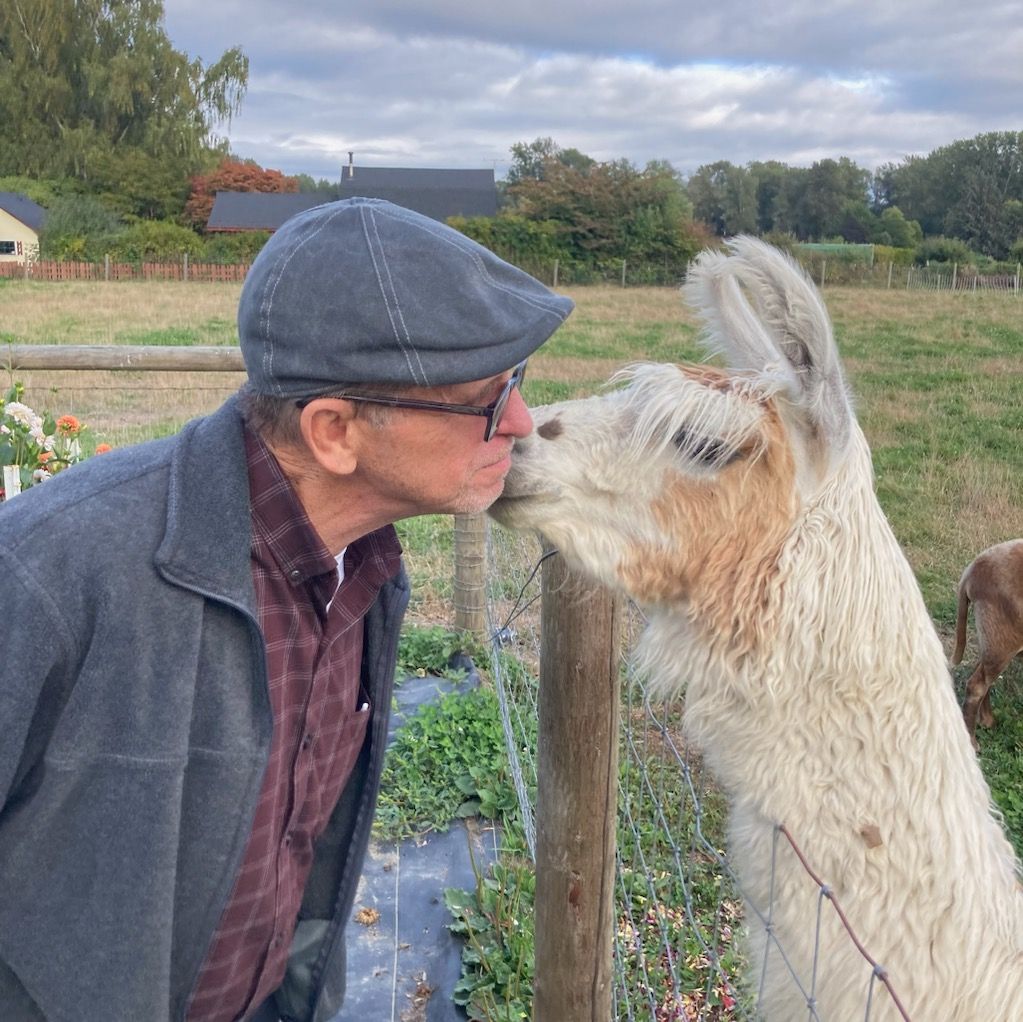 Older white man kissing a white llama