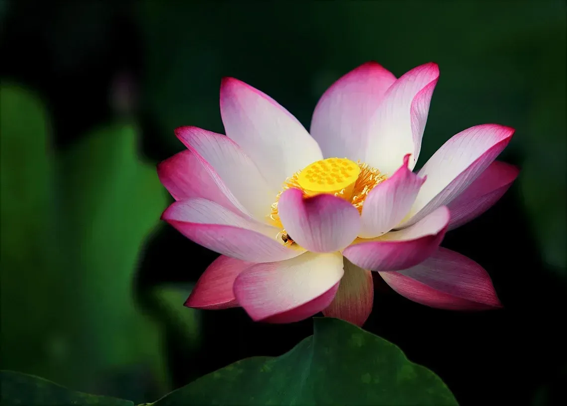 Green backdrop with a pink and white lily with a yellow pistil.