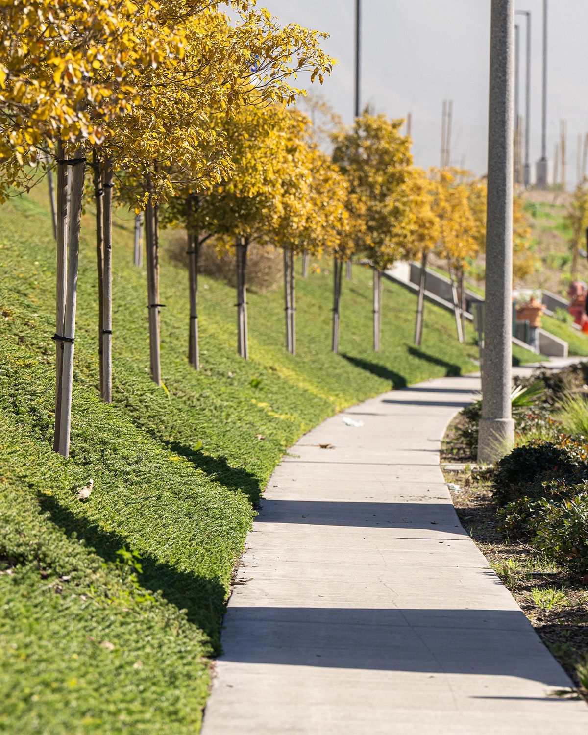 A row of trees along a sidewalk in a park
