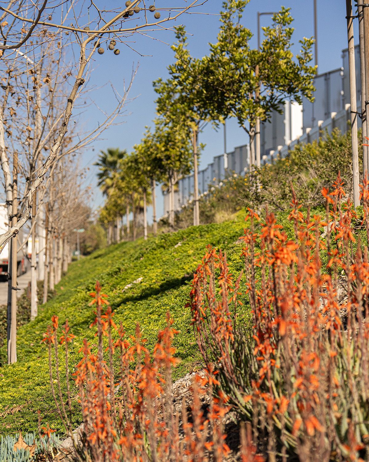 A row of trees on a hillside with flowers in the foreground