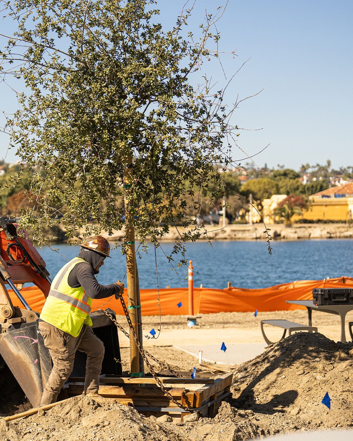 A construction worker is planting a tree in the dirt.