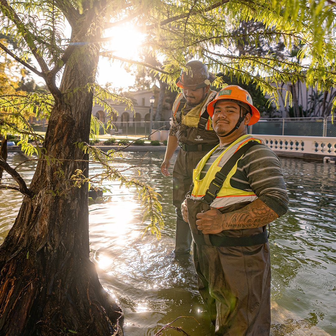 Two workers in hard hats and waders stand in a pond near a tree during a sunny day.