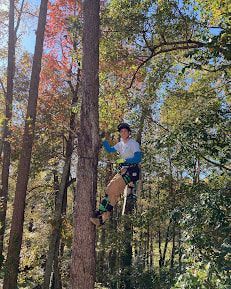 An arborist from Chipper Tree Removal  is climbing a tree in the woods.