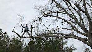 an arborist from Chipper Tree Removal in Raleigh is standing on top of a tree branch.