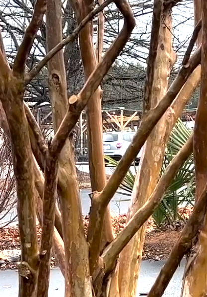 Brown crepe myrtle tree branches with a white car and building in the background.