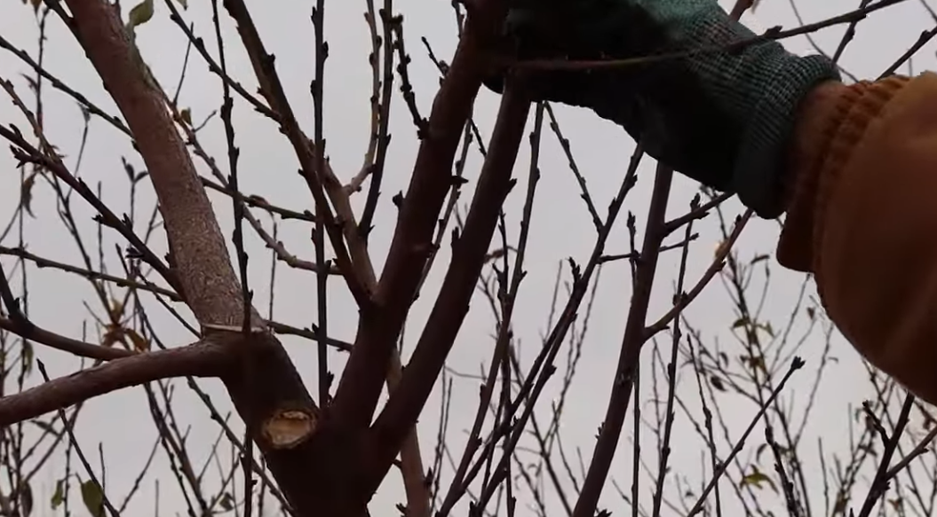 A person is cutting a tree branch with a pair of scissors.