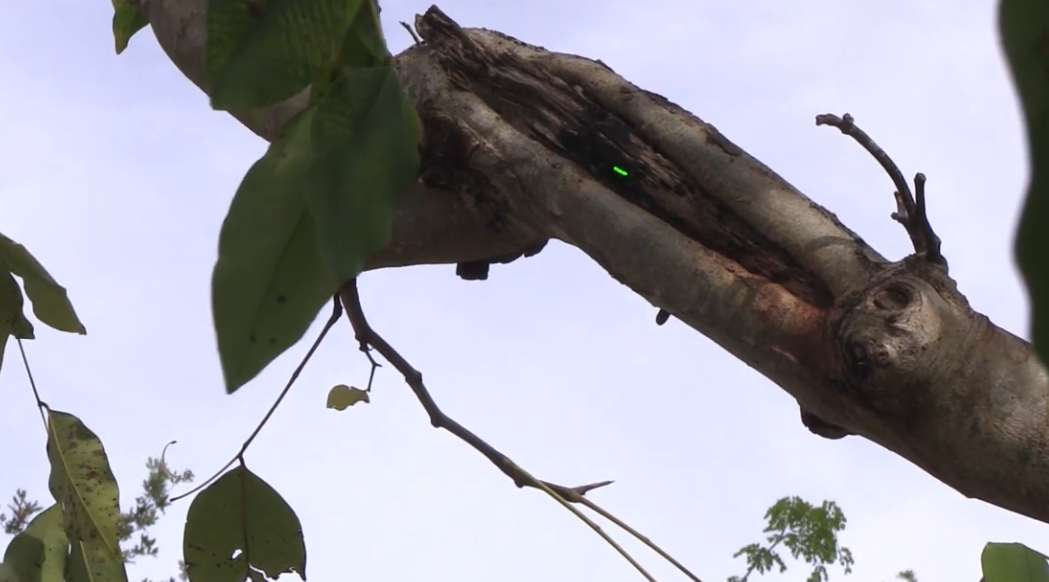 A damaged tree branch in Raleigh North Carolina 