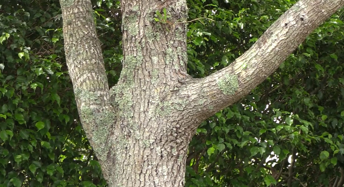 A close up of a tree with lots of branches and leaves in Raleigh, NC.