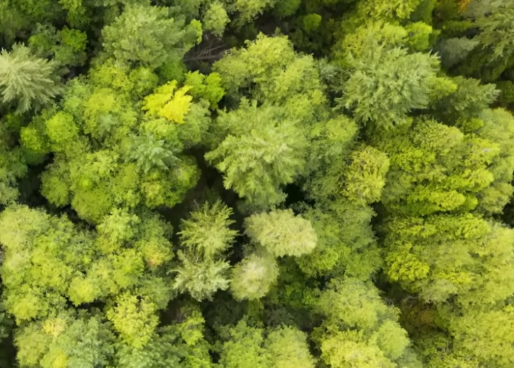 An aerial view of a forest with lots of green trees.