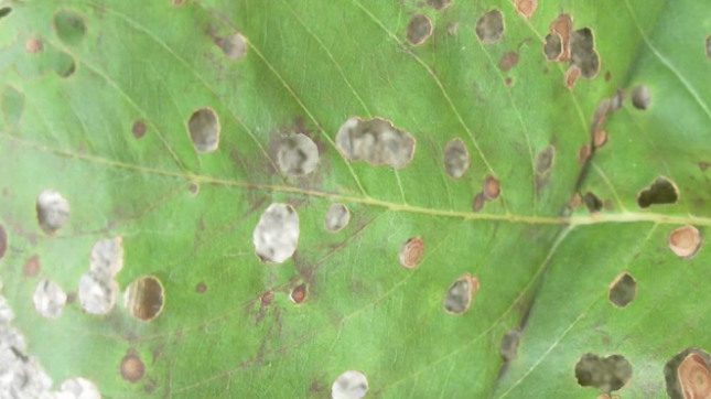 Green leaf with multiple holes and discolored patches, likely due to a plant disease.
