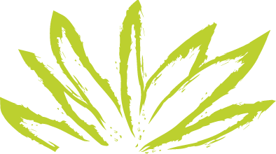 A drawing of a green leaf on a white background