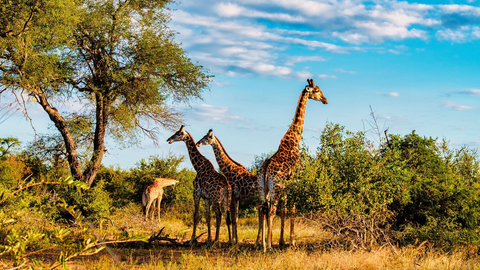 South Africa