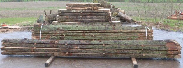 tree stumps
