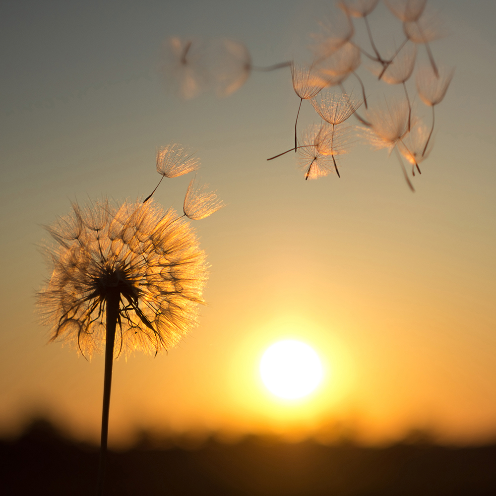 Dandelion seed head with seeds blowing in the wind at sunset.