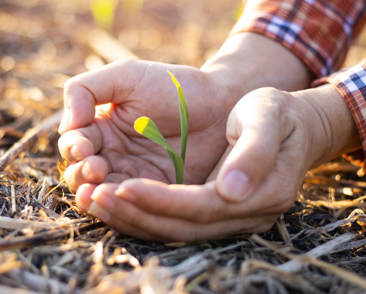 Leaf In Hand — Warren, OH — W. T. Schrader Insurance Agency Inc. Leaf In Hand — Warren, OH — W. T. Schrader Insurance Agency Inc.
