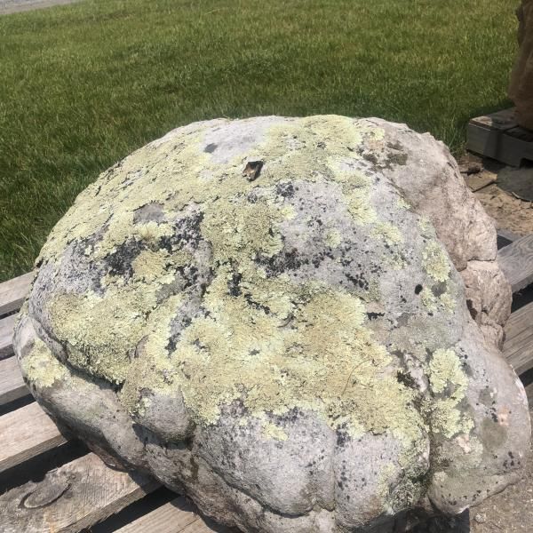 Large lichen-covered rock resting on wooden pallets outdoors on grass