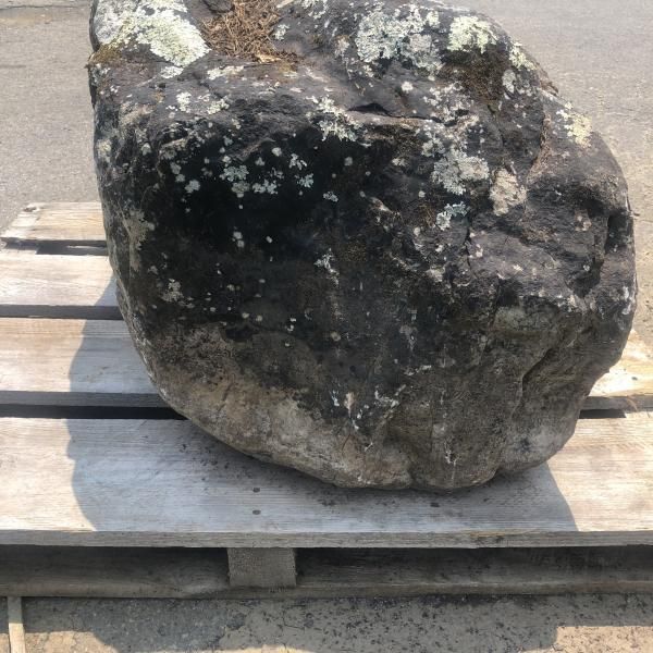 Large dark rock resting on a wooden pallet outdoors, with white lichen spots.