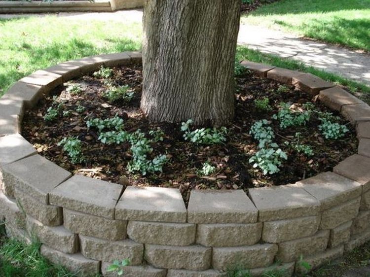 Circular stone planter around a tree with green groundcover plants and mulch