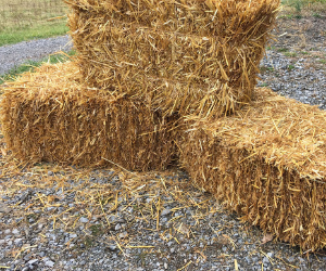 Stacks of golden hay bales on gravel outdoors