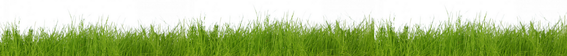 Close-up of bright green grass with a slight texture
