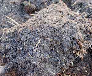 Close-up of a small mound of dark soil mixed with straw and debris
