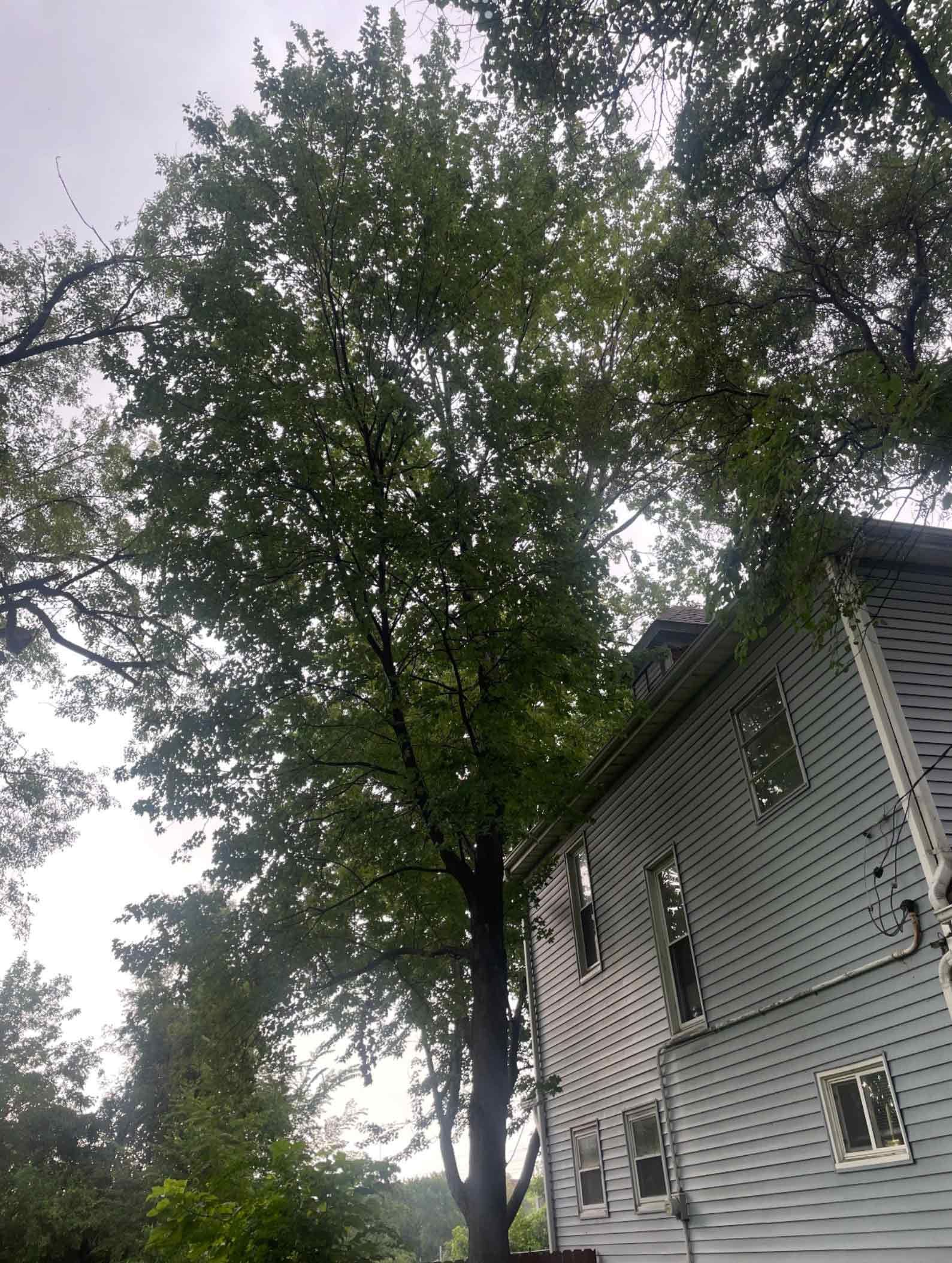 Tree with Lots of Branches — Warrenton, MO — L & R Tree Removal and Landscaping LLC