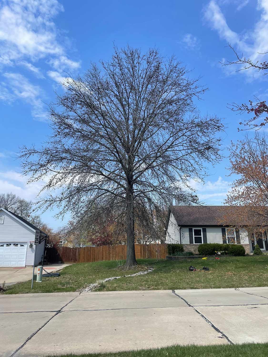 Tall Tree on Garden — Warrenton, MO — L & R Tree Removal and Landscaping LLC