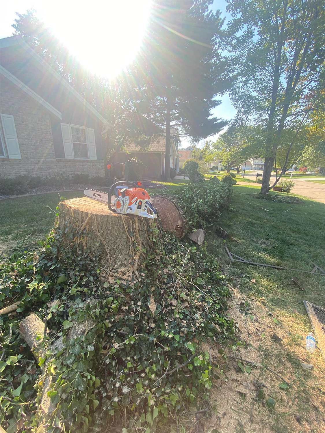 Tree Stump in Garden — Warrenton, MO — L & R Tree Removal and Landscaping LLC