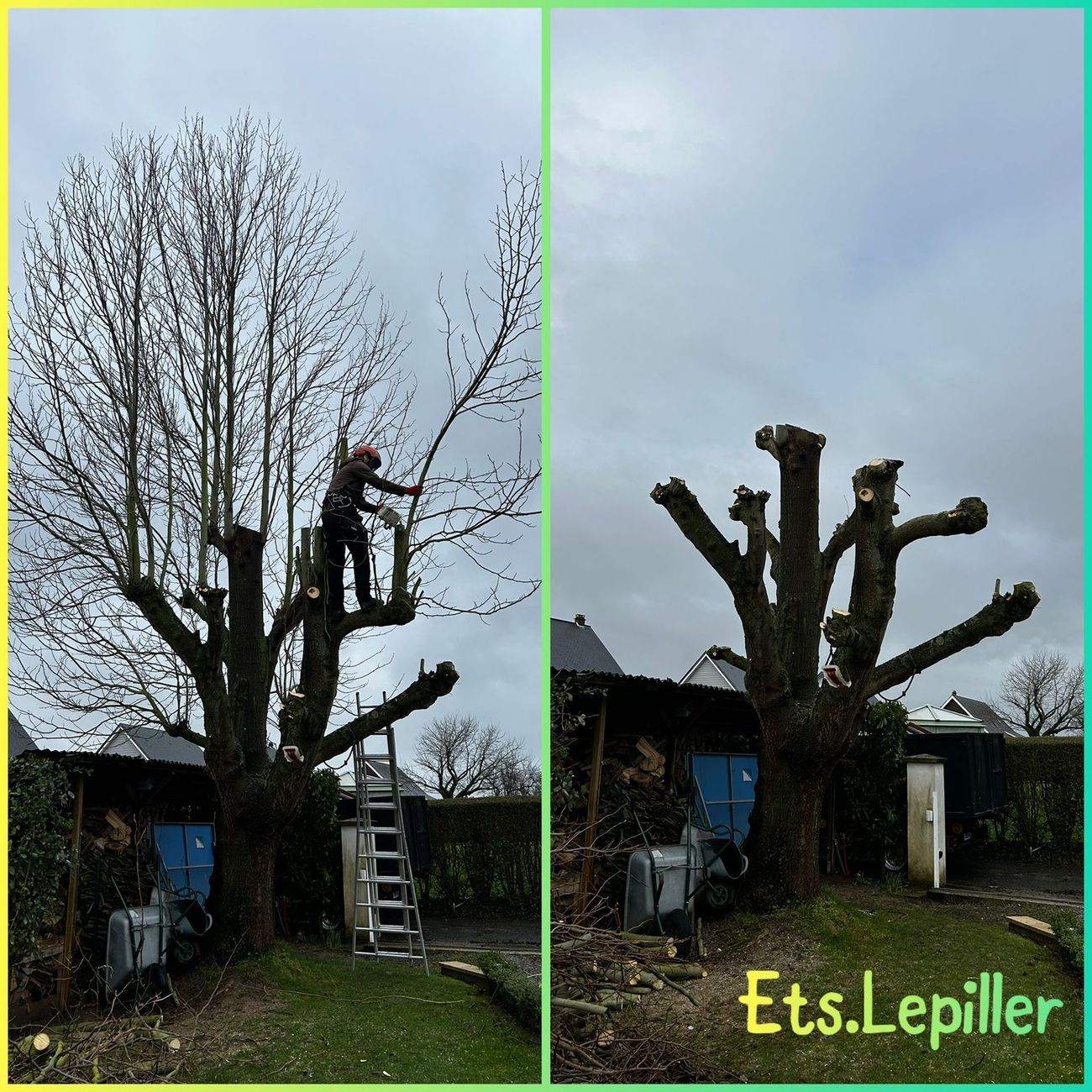 Un écran partagé montre un arbre avant et après la taille, avec un ouvrier dans l'arbre à gauche et le tronc nu à droite.