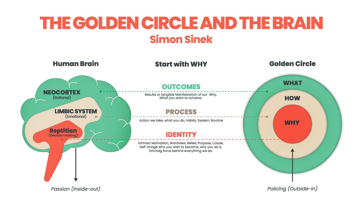 A diagram of the golden circle and the brain