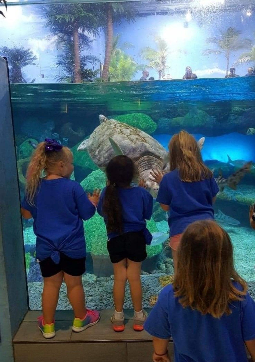 Four children in blue shirts looking at a large sea turtle in an aquarium.