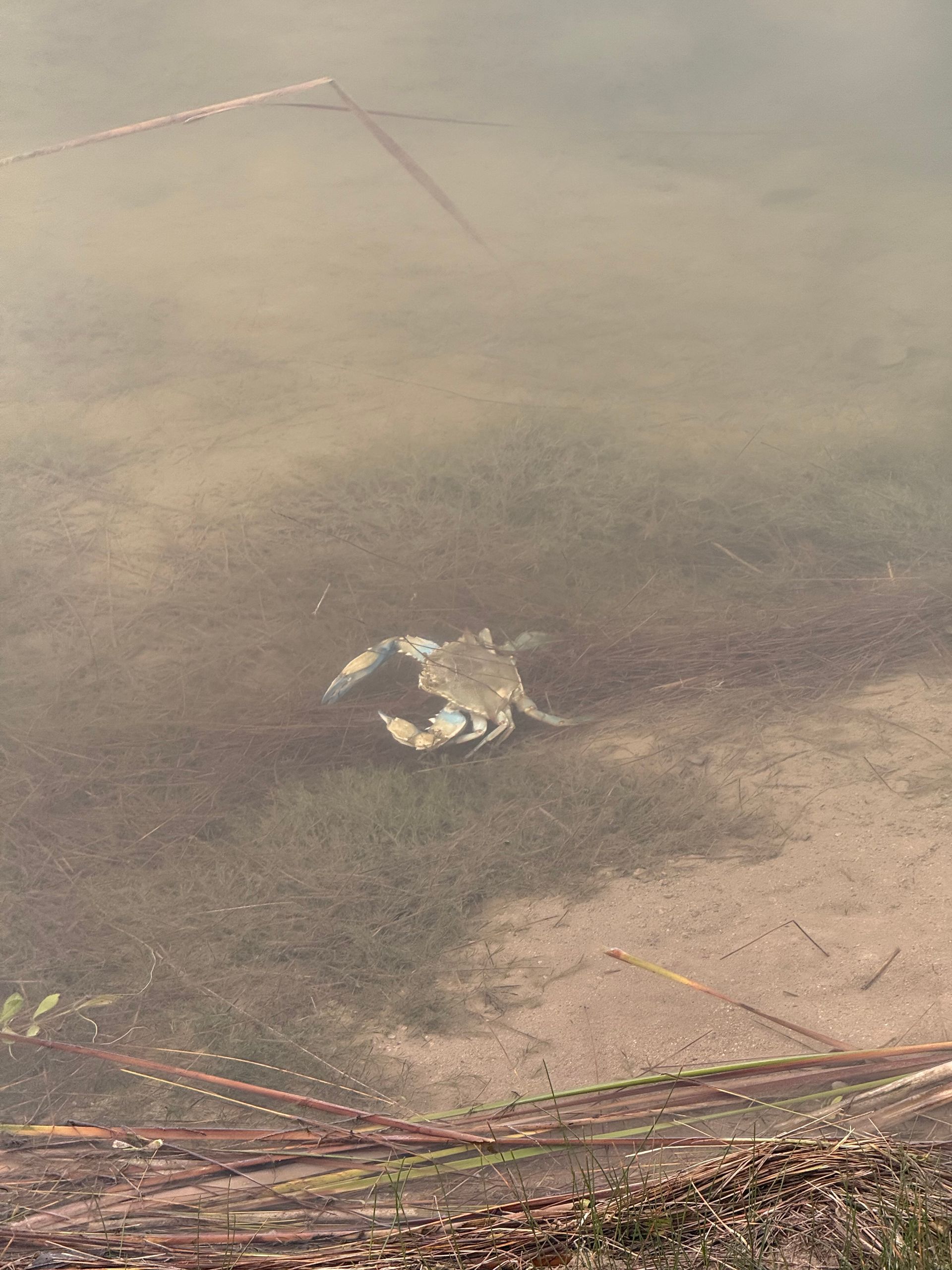Small crab on a muddy, shallow shoreline with brown water and reeds in the foreground