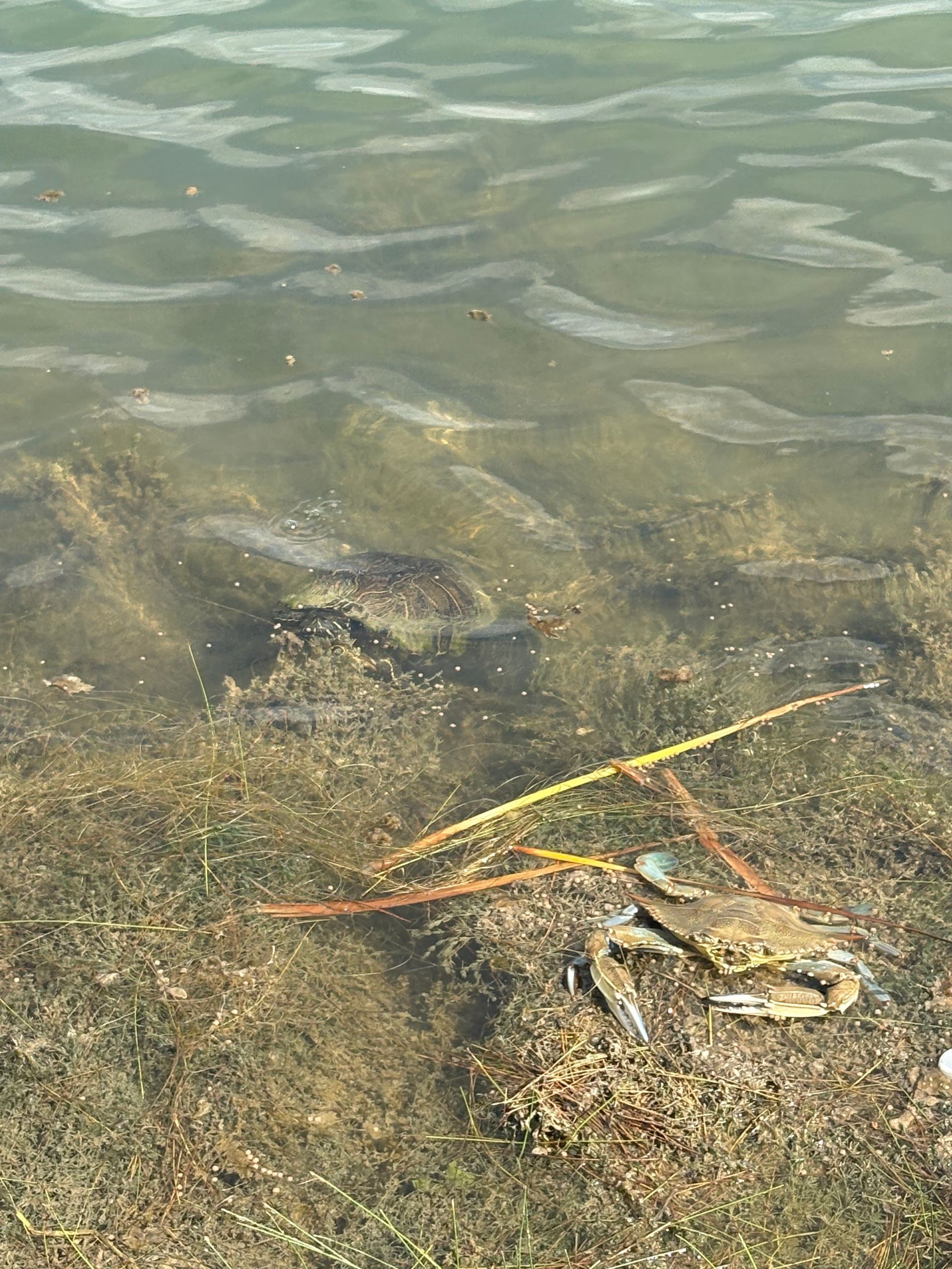 Shallow water lapping over rocks and pebbles, with a few thin reeds in the foreground.