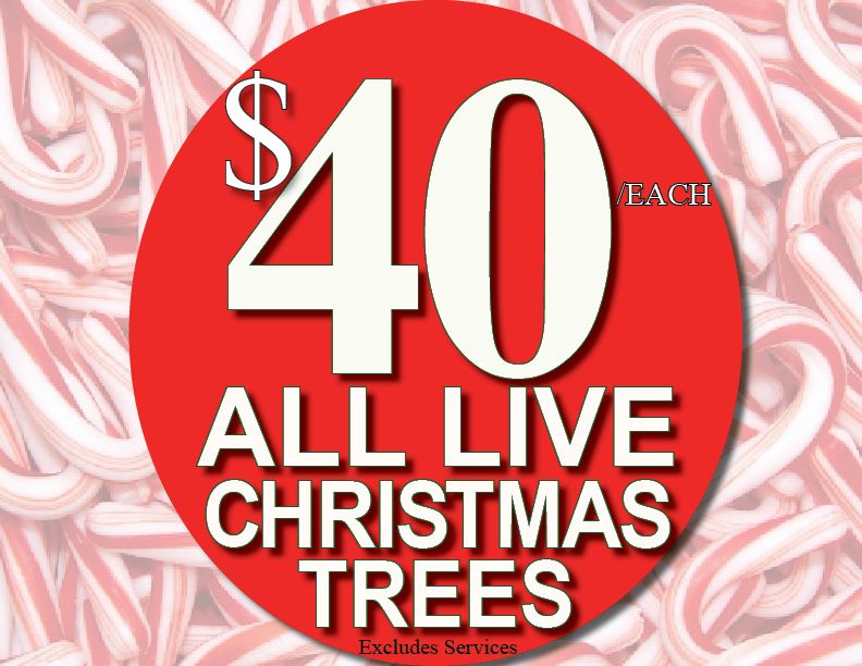 Special Offers Lafayette, LA All Seasons Nursery