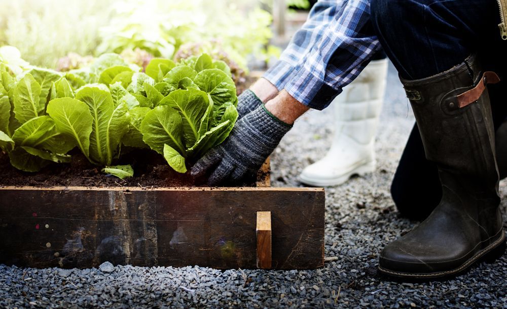 Professional Gardener Harvesting Crops