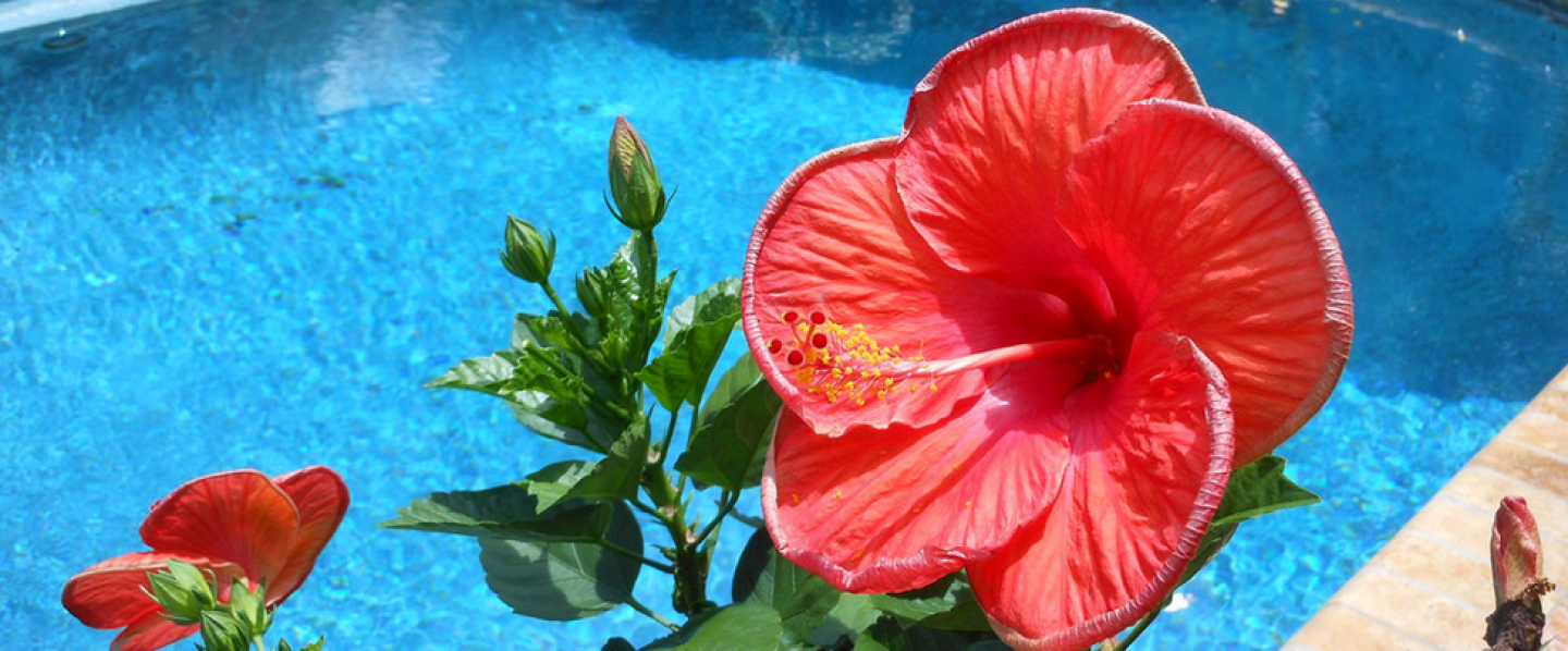 A Beautiful Flower