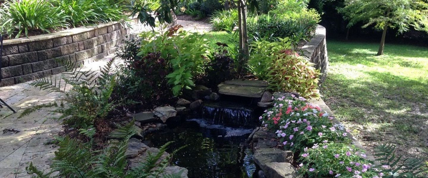 A Pond With Beautiful Flowers