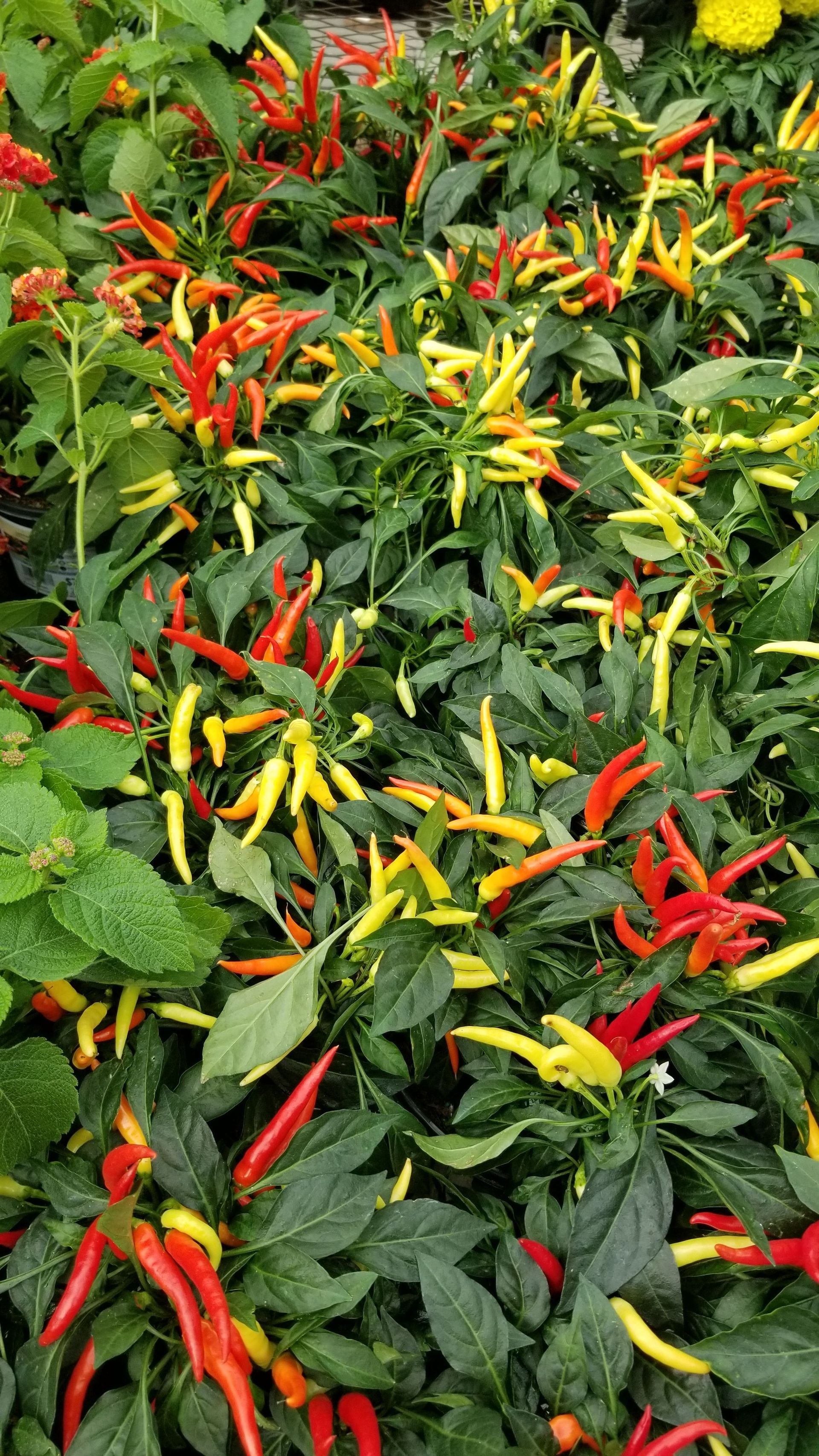 Ornamental Pepper