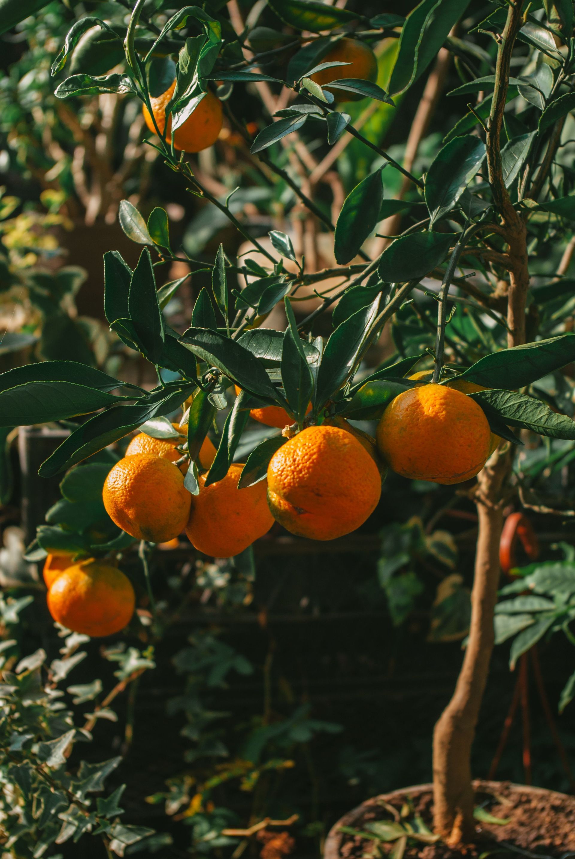 Growing your Orchard