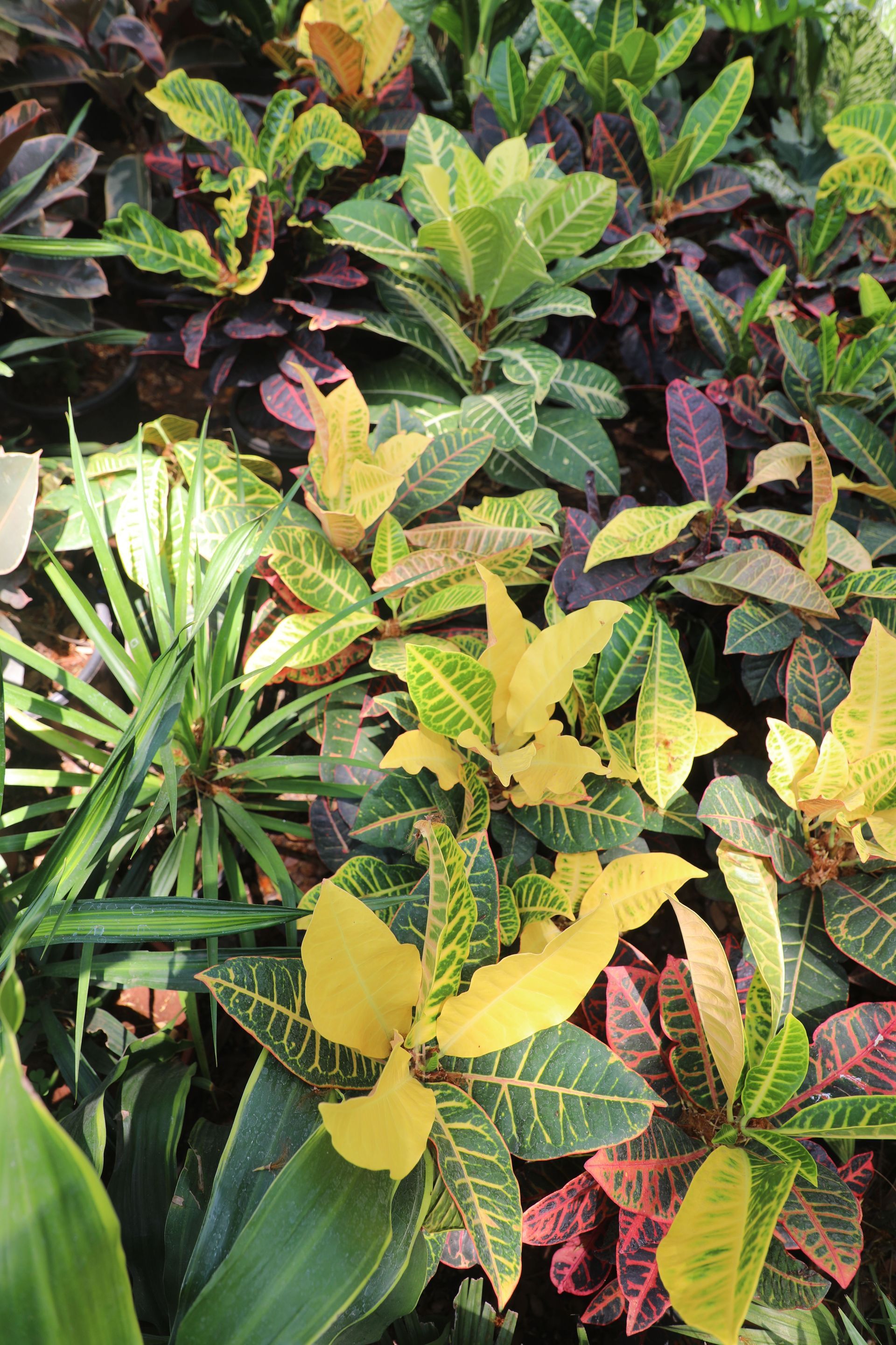Crotons